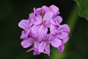 Geranium flower