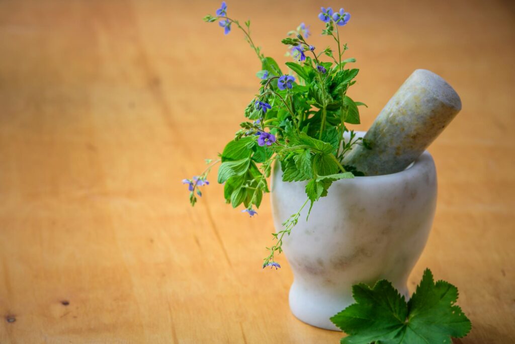 green leaves in a pot