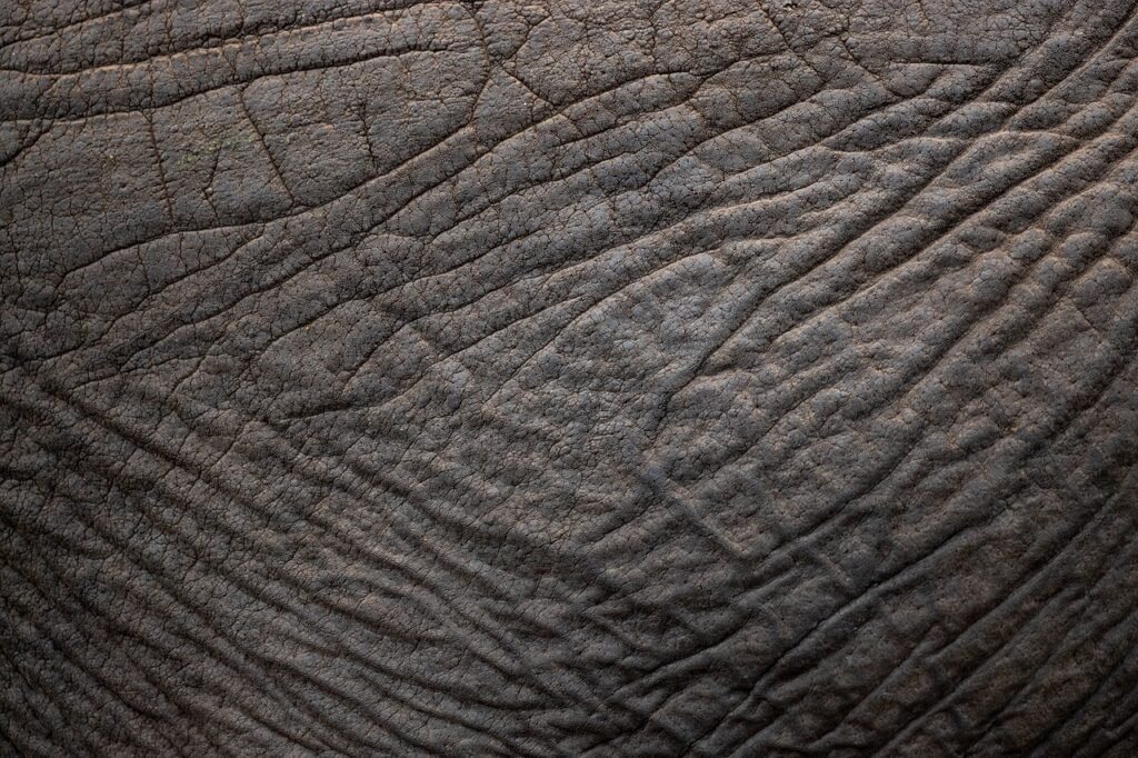 close up shoot of Skin Texture