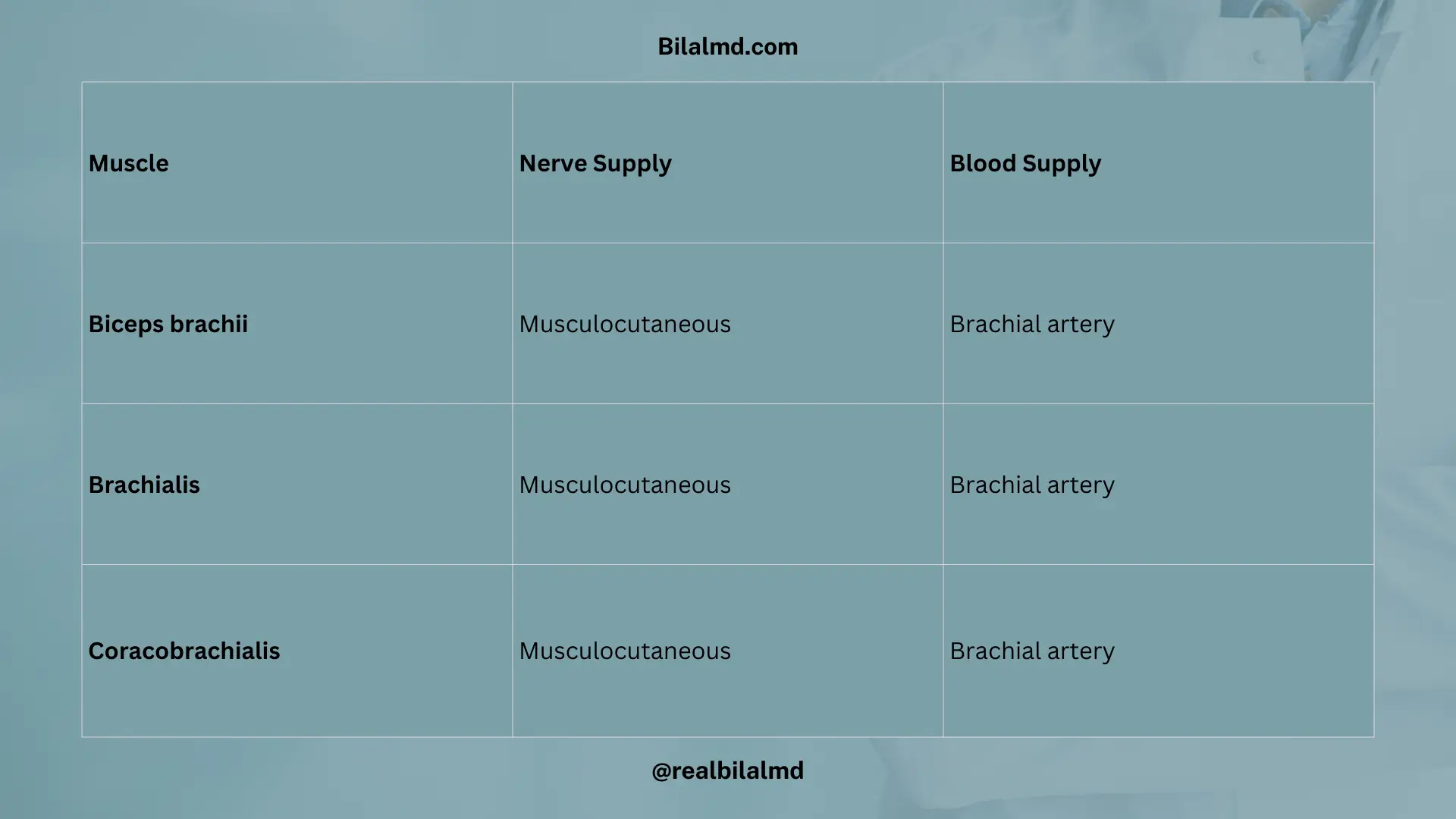 Arm flexors BBC—biceps, brachialis, coracobrachialis—with musculocutaneous nerve and brachial artery supply.