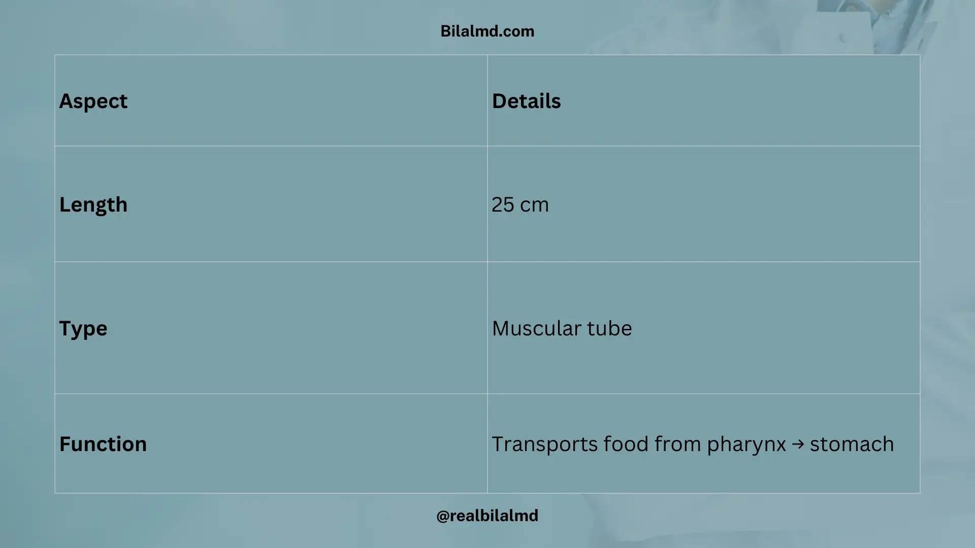Human esophagus anatomy length and structure