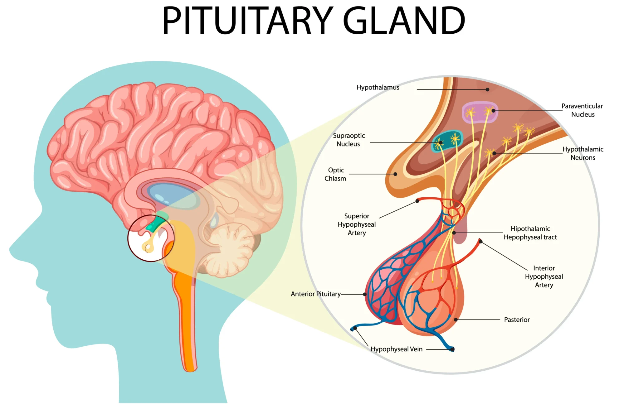pituitary gland with all the structure