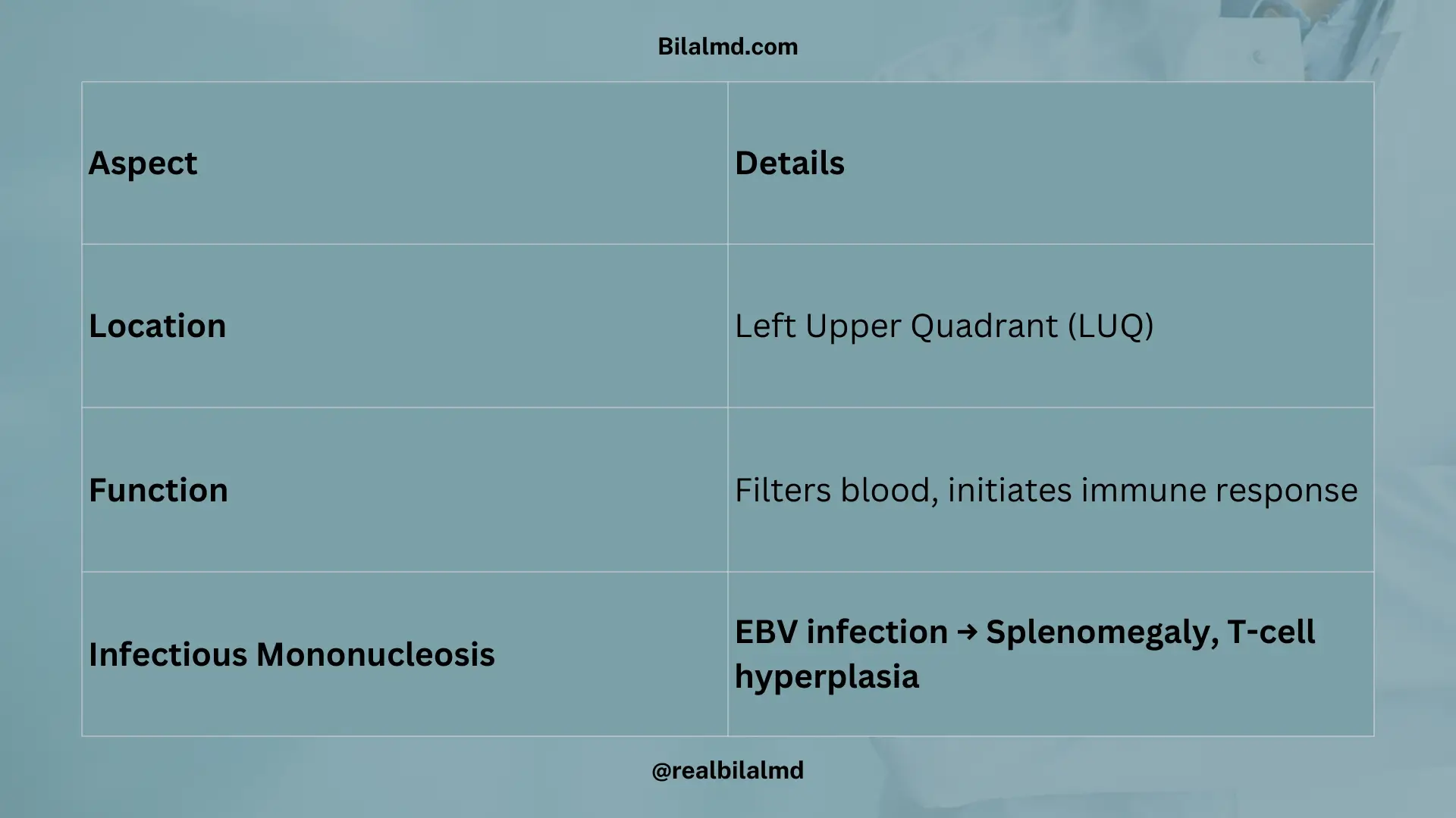 Spleen location, immune role, and splenomegaly in EBV infection