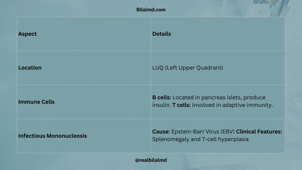 Spleen location, immune role, and splenomegaly in EBV infection