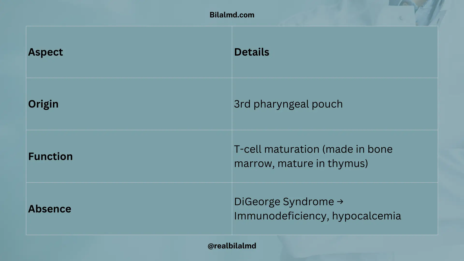 Thymus embryology, T-cell maturation, and DiGeorge syndrome