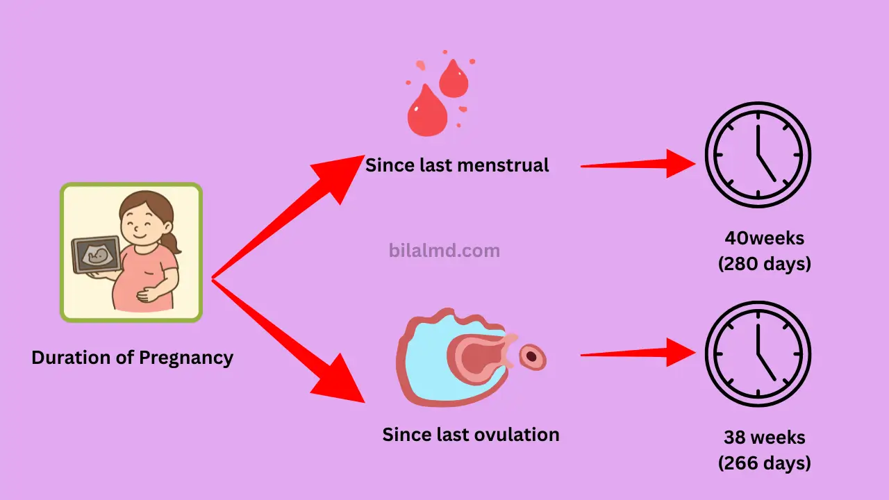 Diagram showing duration of pregnancy calculated from last menstrual period as 40 weeks (280 days) and from last ovulation as 38 weeks (266 days).