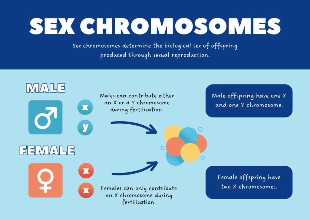 Infographic explaining sex chromosomes showing how male XY and female XX chromosomes determine biological sex of offspring